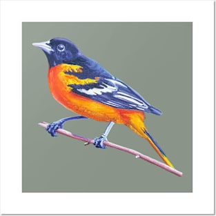Baltimore Oriole - bird painting (no background) Posters and Art
